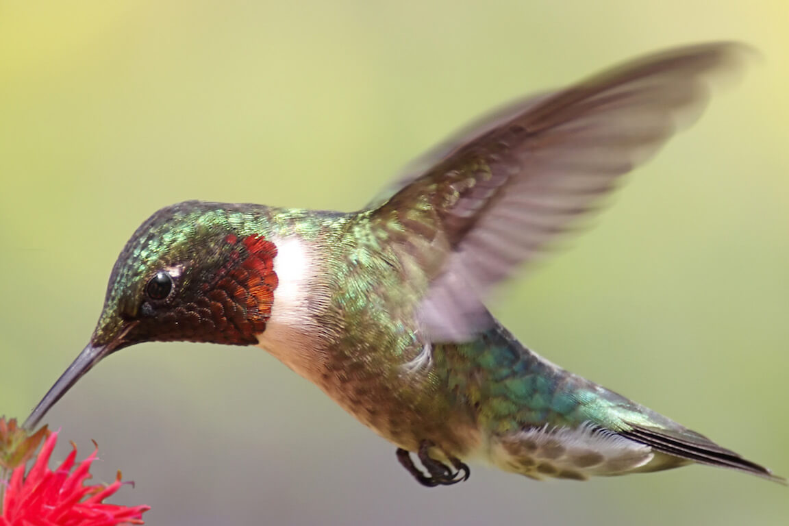 Colibri à gorge rubis battant des ailes et butinant une monarde
